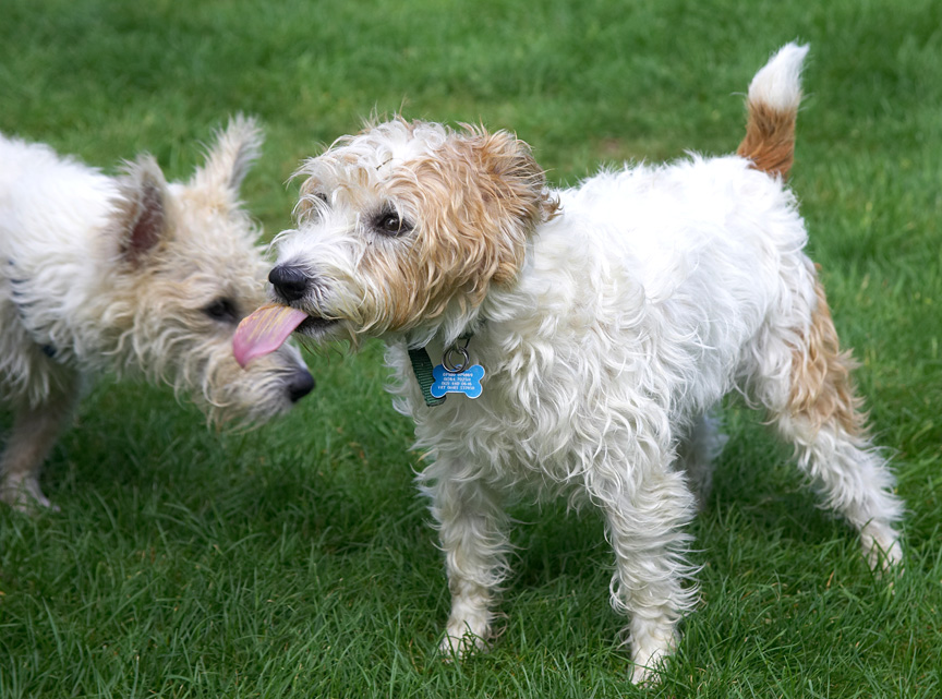 Boy, you got a long tongue there