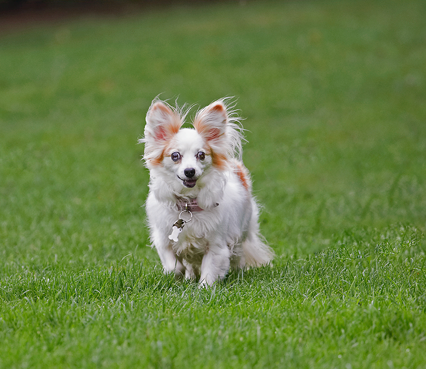 Dog, Dogs, Papillon, Portia, Tongue