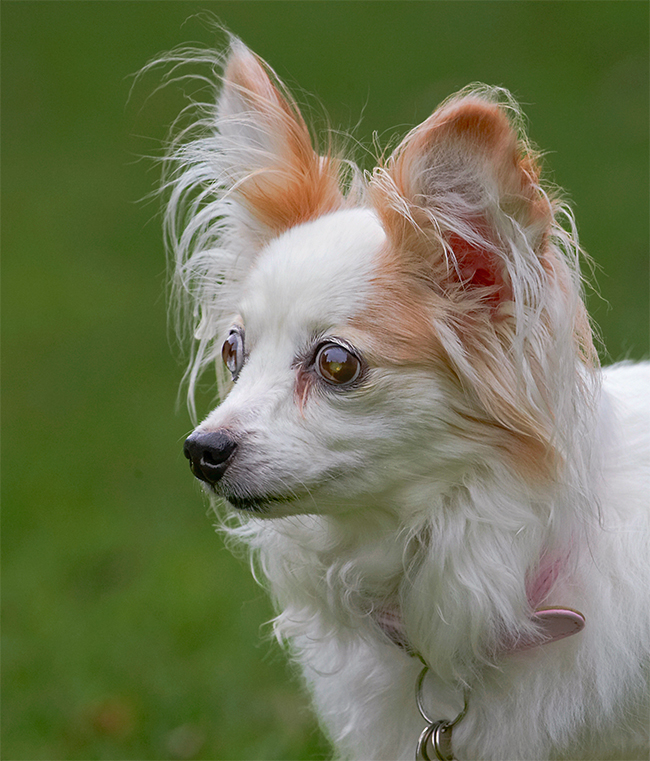 Dog, Dogs, Papillon, Portia, Tongue