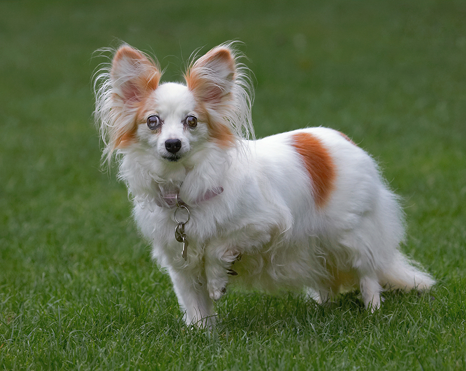 Dog, Dogs, Papillon, Portia, Tongue