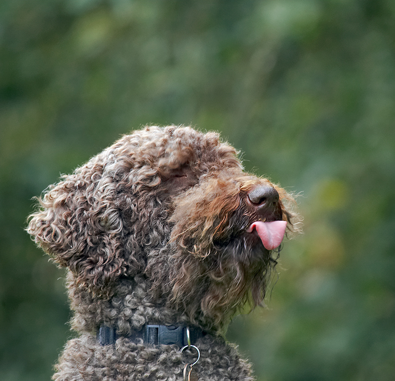 Dog, Dogs, Elvis, Poodles, Standard Poodle, Tongue