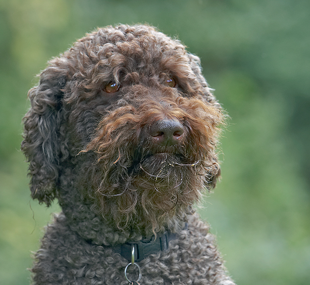 Dog, Dogs, Elvis, Poodles, Standard Poodle, Tongue
