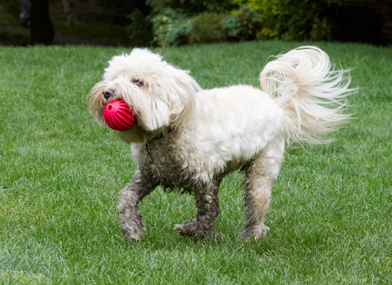 Ball, Dog, Dogs, Play, Playing, Playtime, Rnning, Run, Rupert, Terrier, Terriers, Tibetan