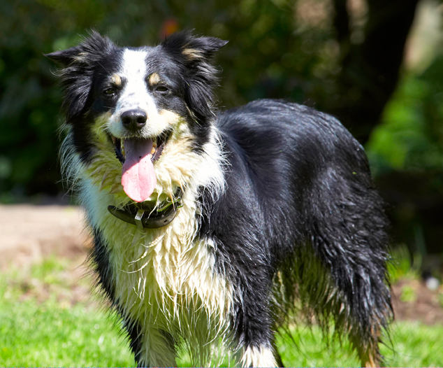 Border Collie, Collies, Dog, Dogs, Stinky, Tongue