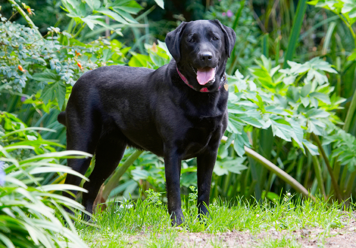 Dog, Dogs, Ellie, Labrador, Tongue