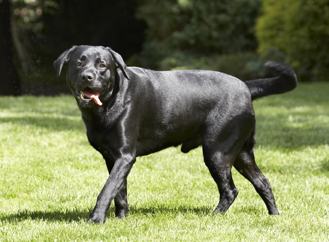 Dog, Dogs, Labrador, Slipper, Tongue