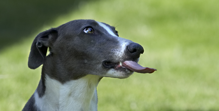Dog, Dogs, Greyhound, Molly, Tongue