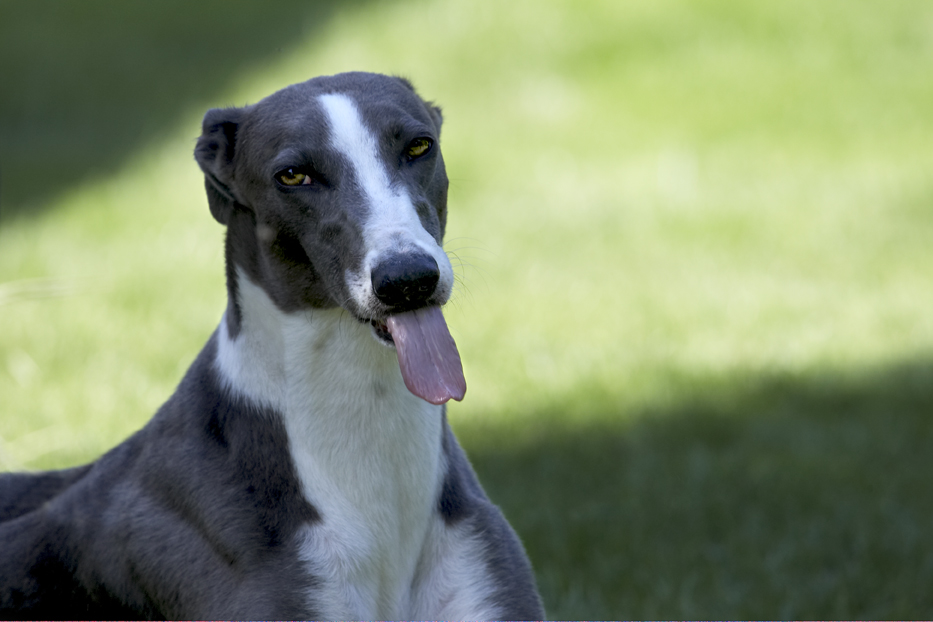Dog, Dogs, Greyhound, Molly, Tongue