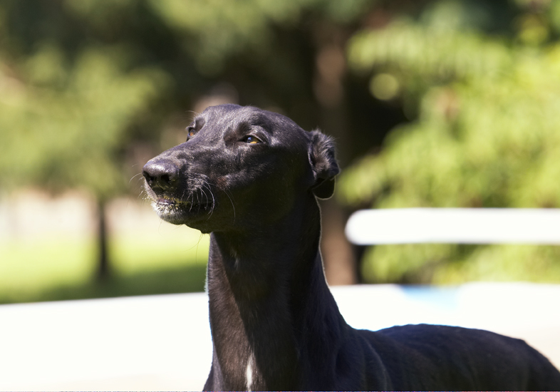 Buddy, Dog, Dogs, Greyhound