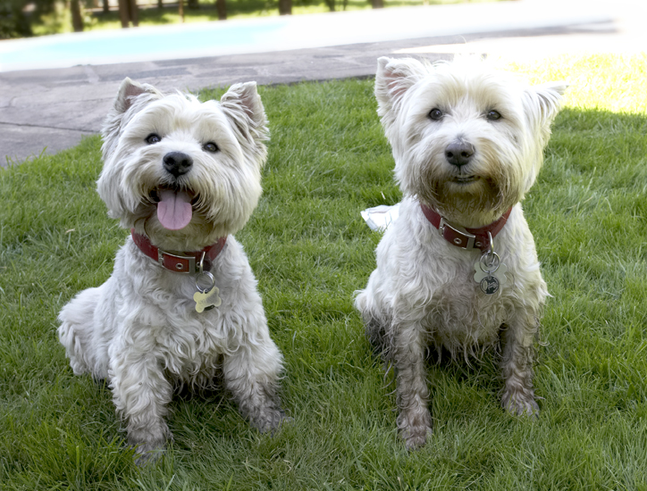 Dog, Dogs, Molly, Scruffy, Terriers, Tongue, West Highland Terrier