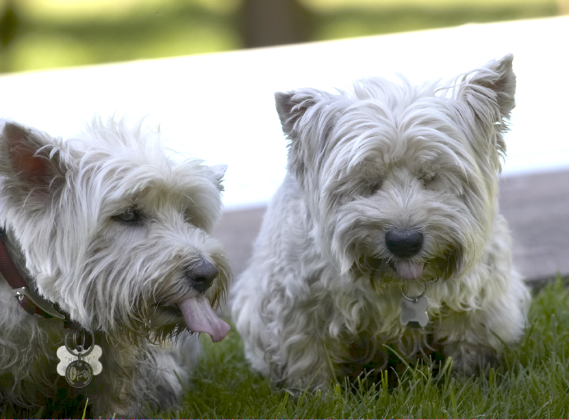 Doggie heaven
