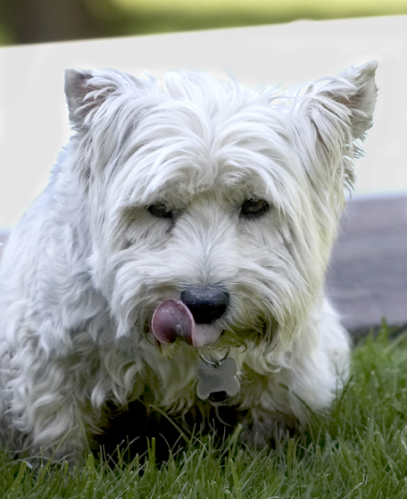 Dog, Dogs, Molly, Scruffy, Terriers, Tongue, West Highland Terrier