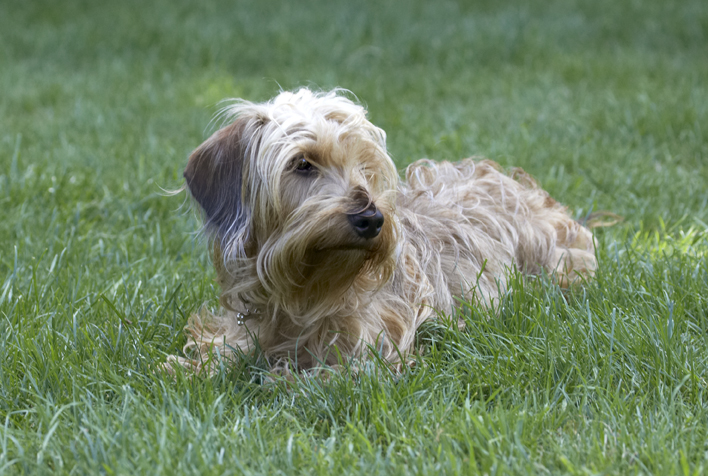 Dog, Dogs, Henry, Wirehaired Miniature Daschund