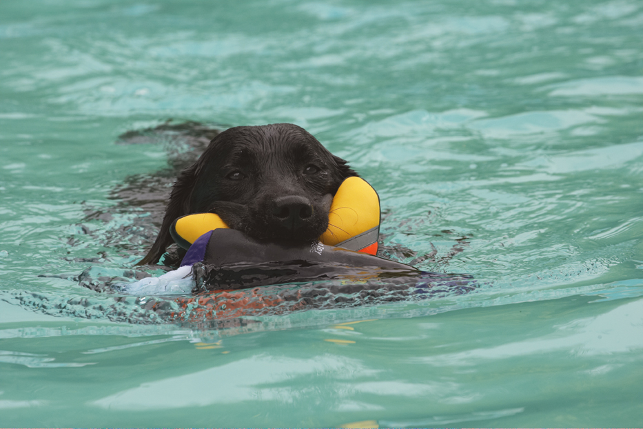 Dog, Dogs, Labrador, Millie, Pool, Swimming