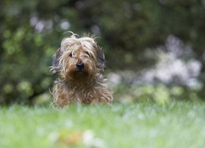 Dog, Dogs, Henry, Wirehaired Miniature Daschund