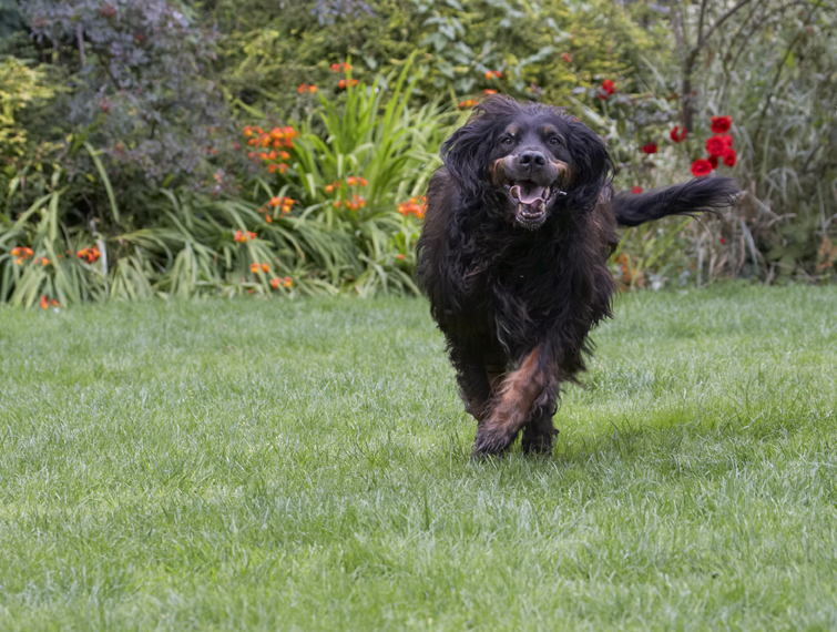 Cassie, Dog, Dogs, Gordon Setter, Molly
