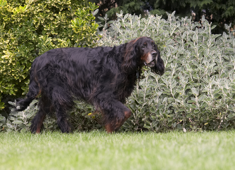 Barclay, Dog, Dogs, Gordon Setter