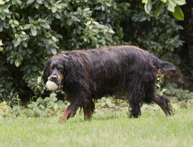 Cassie, Dog, Dogs, Gordon Setter, Molly