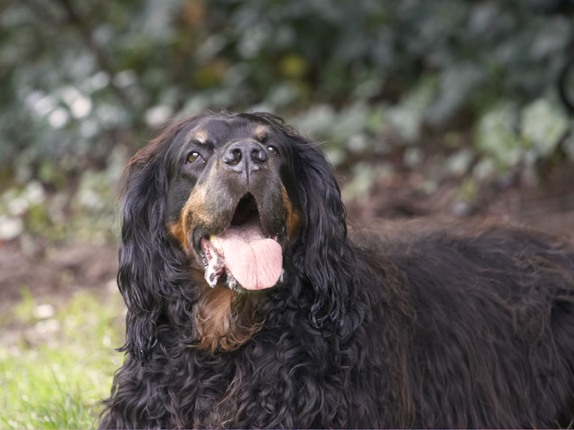Cassie, Dog, Dogs, Gordon Setter, Molly, Tongue