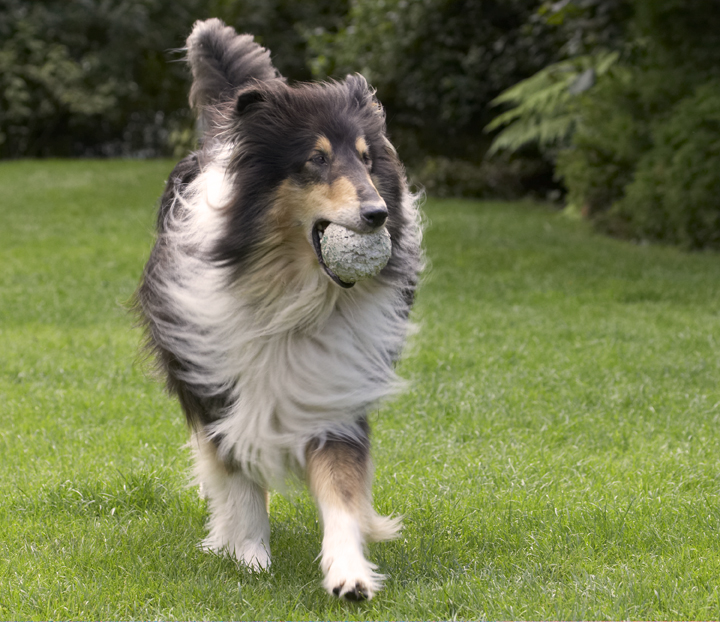 Collies, Dog, Dogs, Rough Collie, Scooby