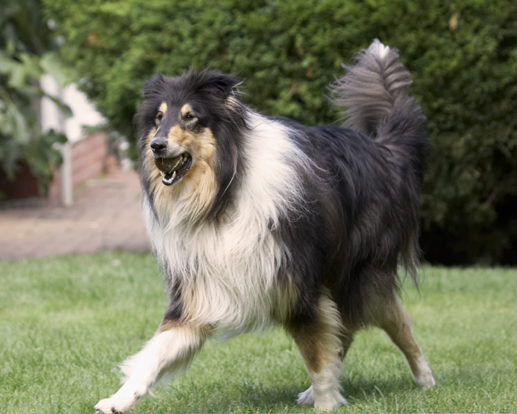 Collies, Dog, Dogs, Rough Collie, Scooby