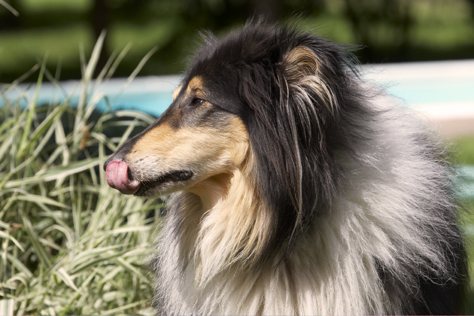 Collies, Dog, Dogs, Rough Collie, Scooby