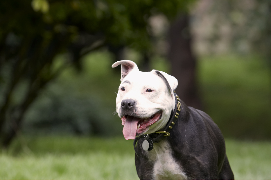 Dog, Dogs, Kess, Staffordshire Bull Terrier, Terriers, Tongue