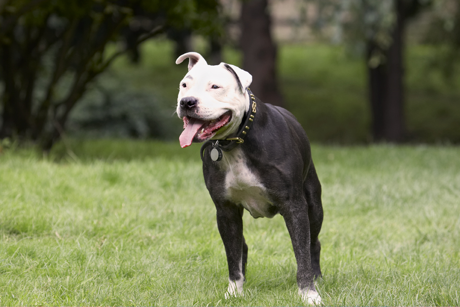 Dog, Dogs, Kess, Staffordshire Bull Terrier, Terriers, Tongue