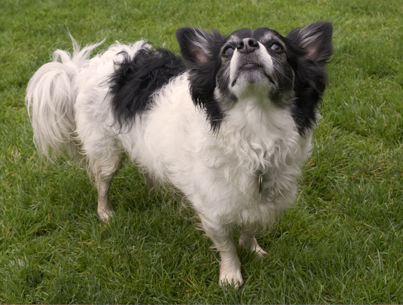 Dog, Dogs, Long Haired Chihuahua, Matt