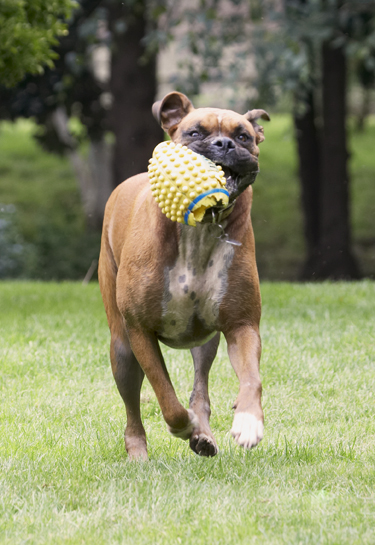 Boxer, Boxers, Dog, Dogs, Nog