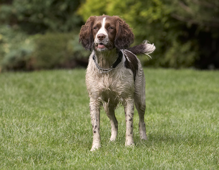 Dog, Dogs, Holly, Springer Spaniel
