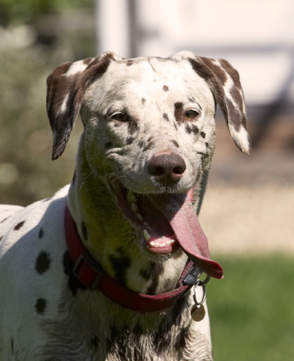 Dalmatian, Dalmatians, Dog, Dogs, MIA, Tongue