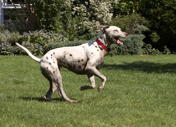 Dalmatian, Dalmatians, Dog, Dogs, MIA, Tongue