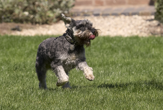 Dog, Dogs, Miniature Schnauzer, Molly, Tongue