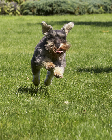 Dog, Dogs, Miniature Schnauzer, Molly