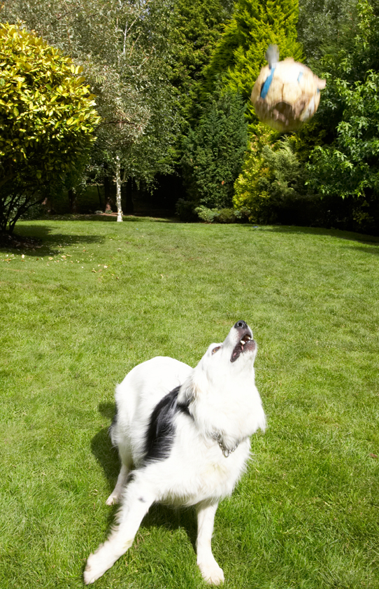Bella, Border Collie, Collies, Dog, Dogs