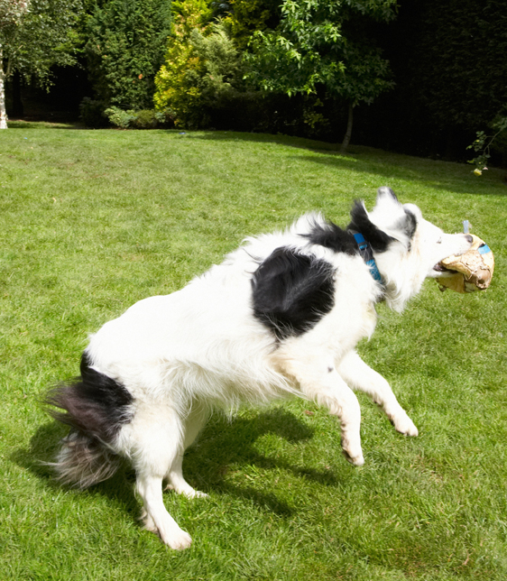 Bella, Border Collie, Collies, Dog, Dogs