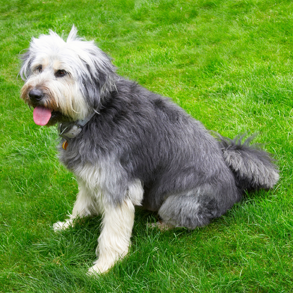 Briard, Dog, Dogs, Tongue, Wally