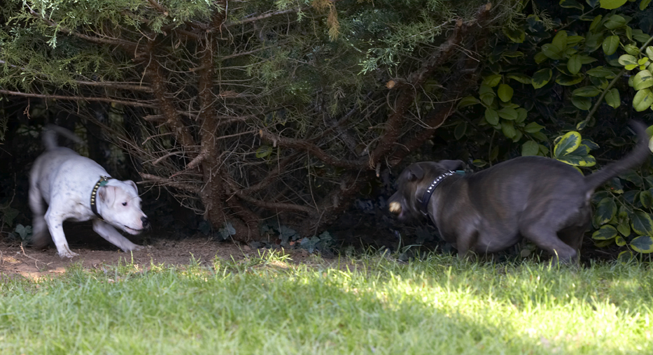 Dog, Dogs, Domino, Sky, Staffordshire Bull Terrier, Terriers, Tongue