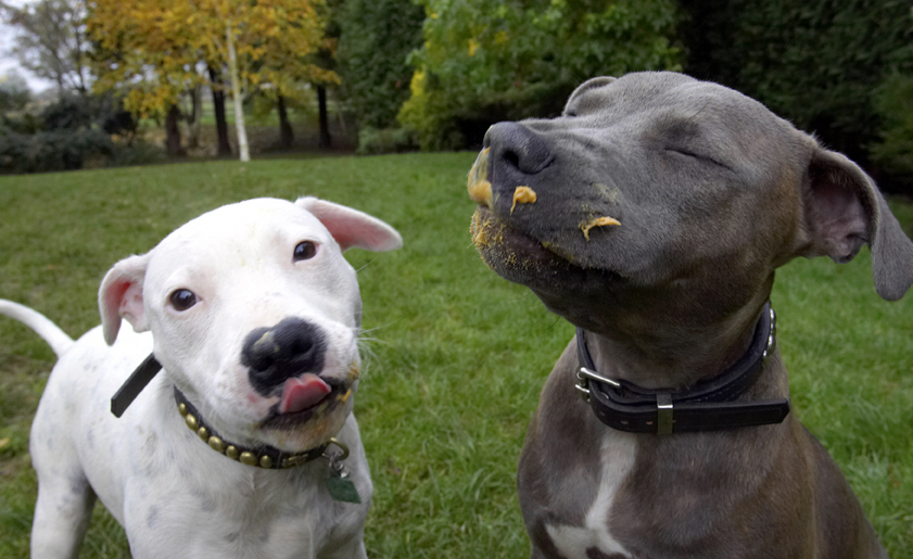 We're in doggie heaven