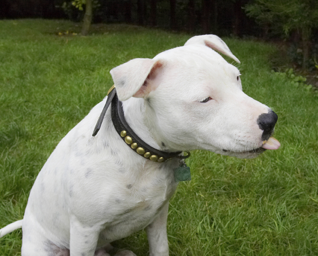 Dog, Dogs, Domino, Sky, Staffordshire Bull Terrier, Terriers, Tongue