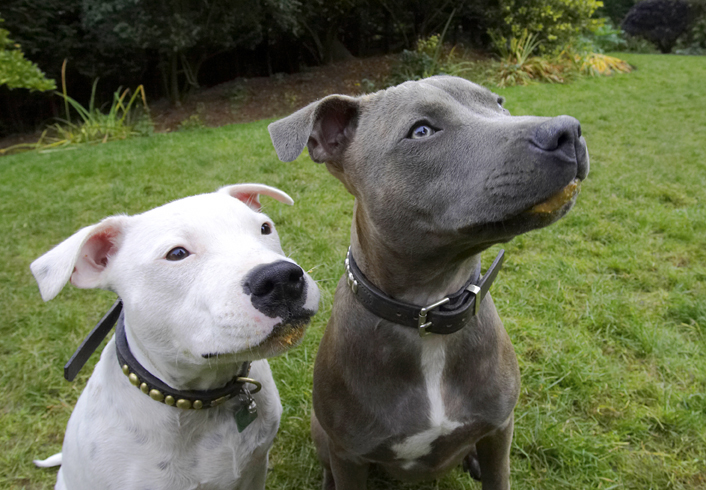 Dog, Dogs, Domino, Sky, Staffordshire Bull Terrier, Terriers