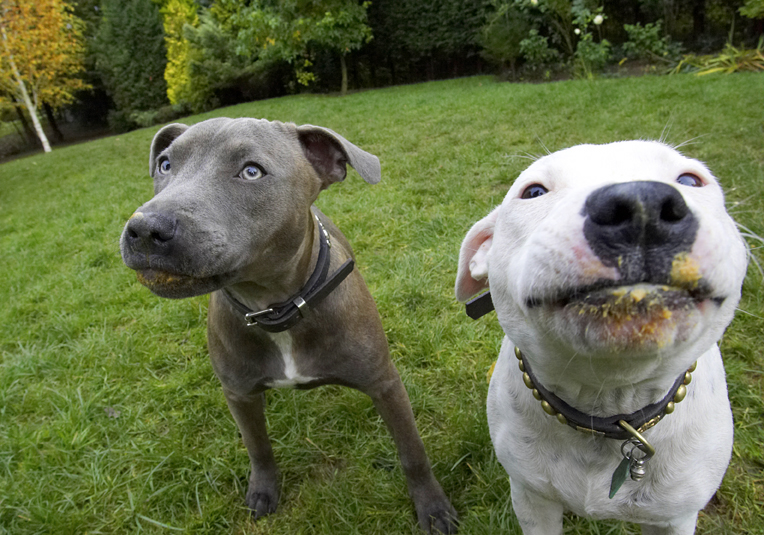Dog, Dogs, Domino, Sky, Staffordshire Bull Terrier, Terriers