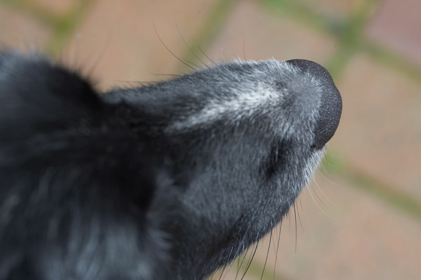 Barney, Border Collie, Collies, Dog, Dogs, Nose