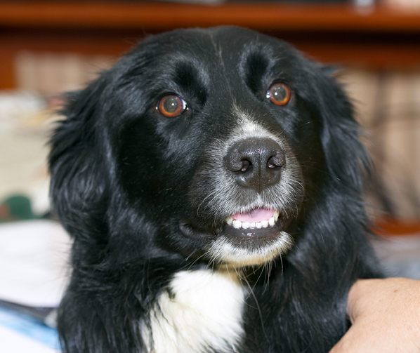 Barney, Border Collie, Collies, Dog, Dogs, Tongue