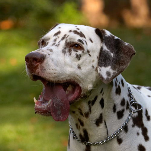 Cookie, Dalmatian, Dog, Dogs, Tongue