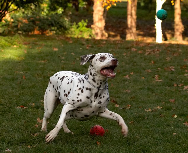 Cookie, Dalmatian, Dog, Dogs, Tongue