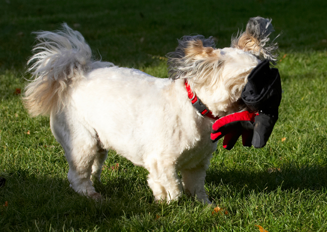 Dog, Dogs, Lhaso Apso, Monty, Trigger