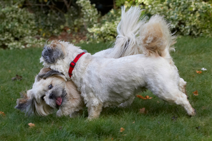 Dog, Dogs, Lhaso Apso, Monty, Tongue, Trigger