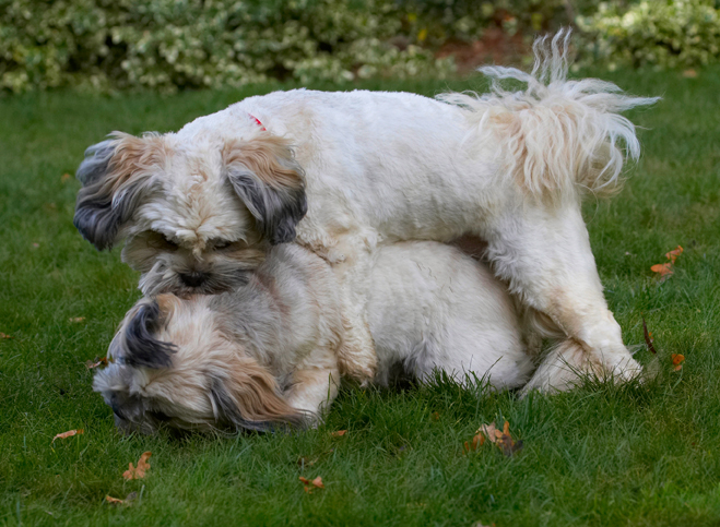 Dog, Dogs, Lhaso Apso, Monty, Trigger